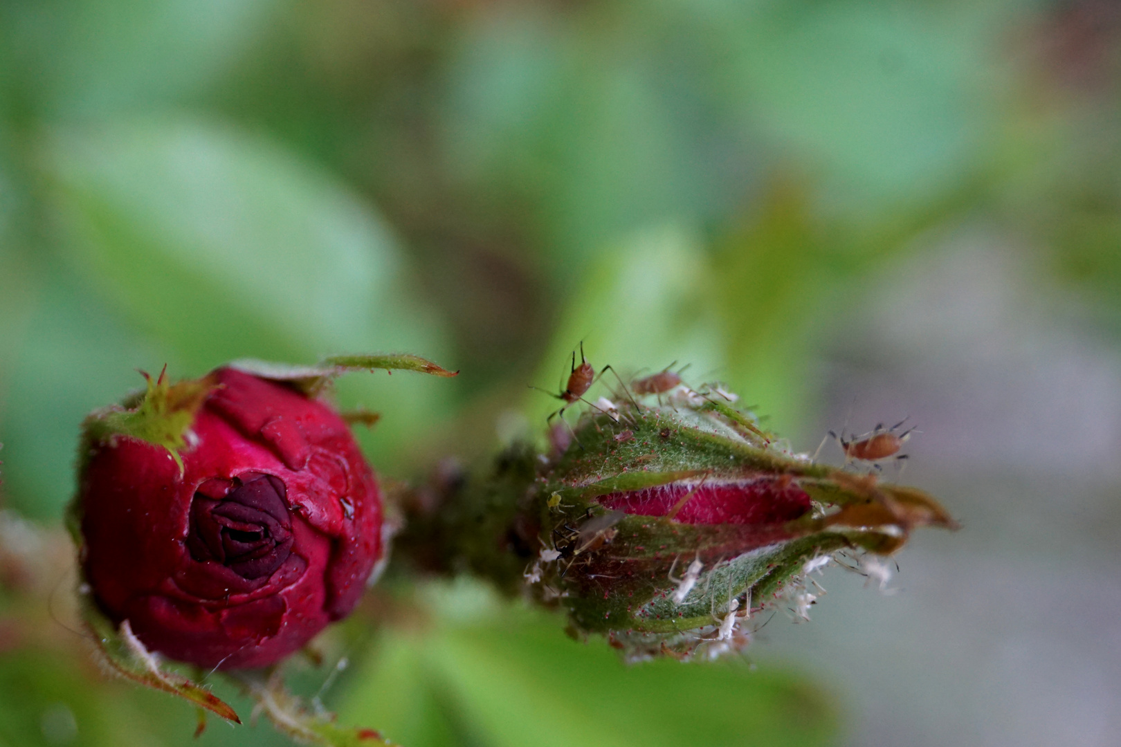 Besuch einer Rose