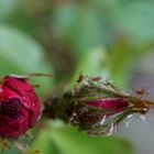 Besuch einer Rose