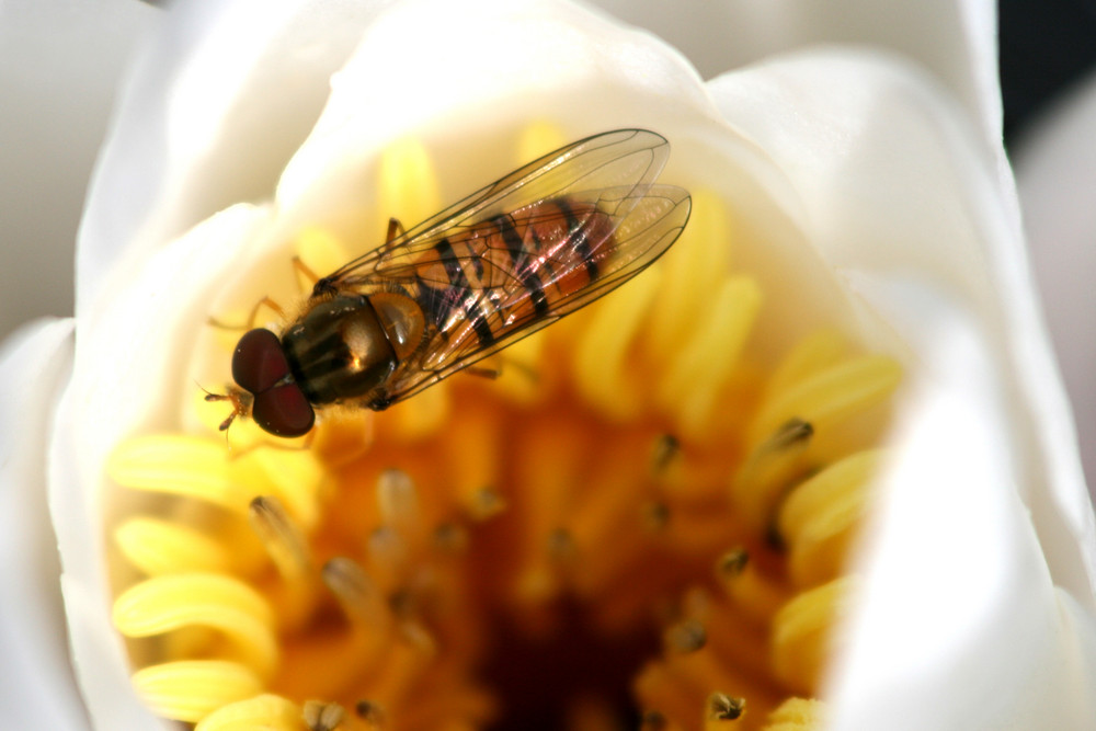 Besuch einer Schwebefliege