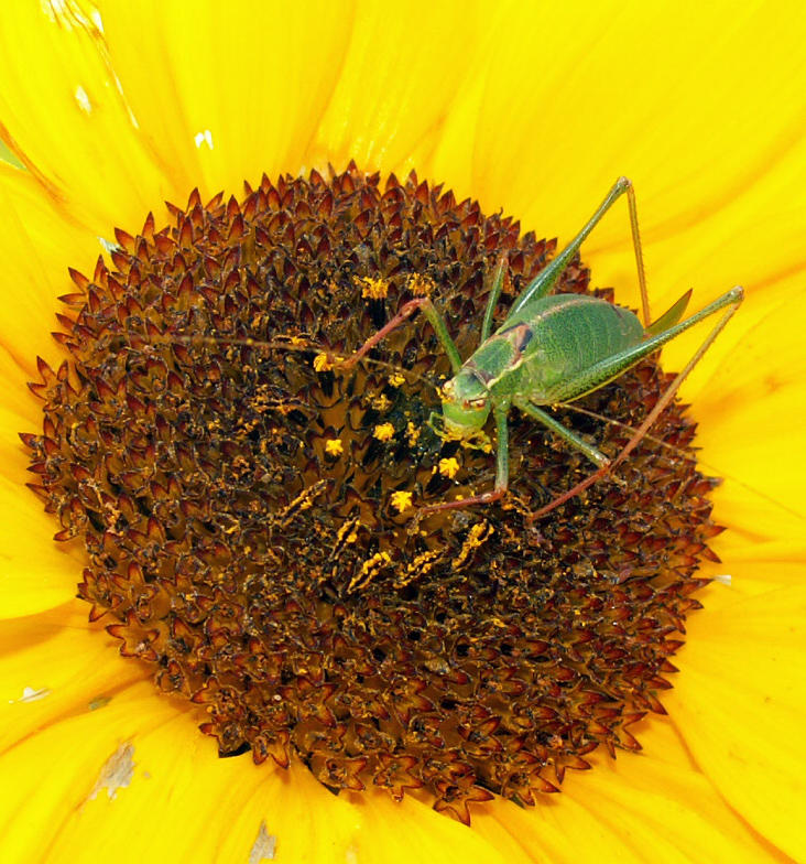 Besuch einer Sonnenblume