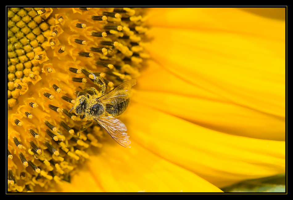 Besuch einer Sonnenblume