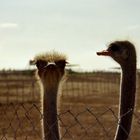 Besuch einer Straussenfarm auf Zypern