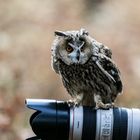 Besuch einer Waldohreule auf meinem Objektiv