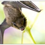 Besuch einer Zwergfledermaus, oder ....