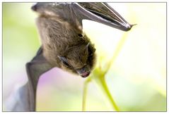 Besuch einer Zwergfledermaus, oder ....