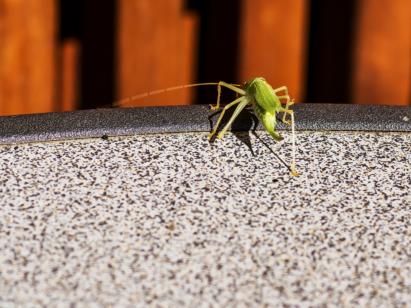 Besuch eines Grashüpfers