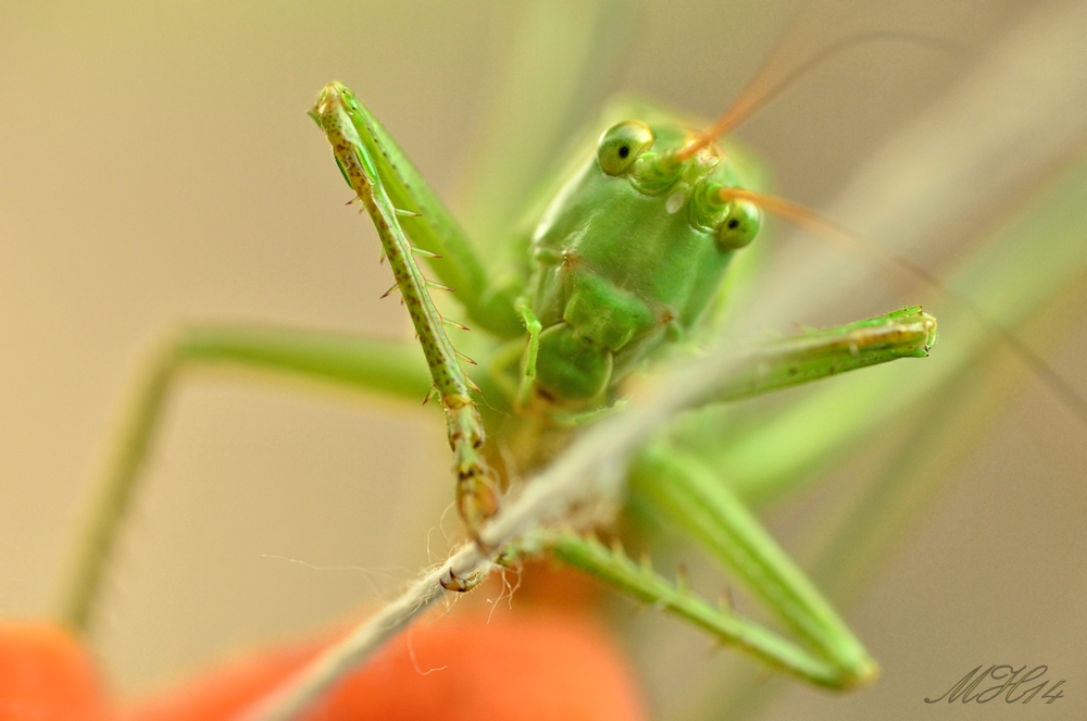 Besuch eines Heupferdes...