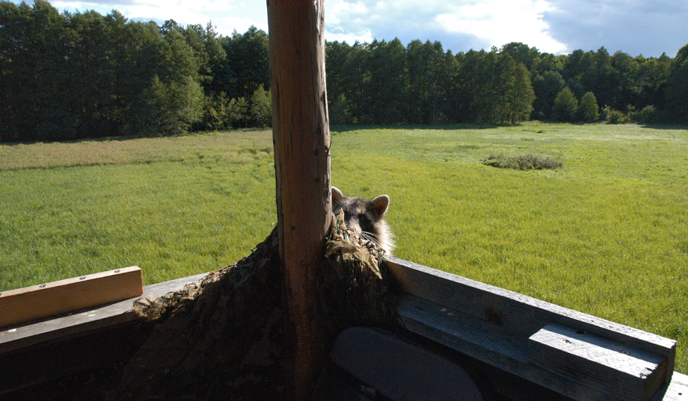 Besuch eines Waschbären auf der Jagdkanzel