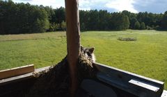 Besuch eines Waschbären auf der Jagdkanzel