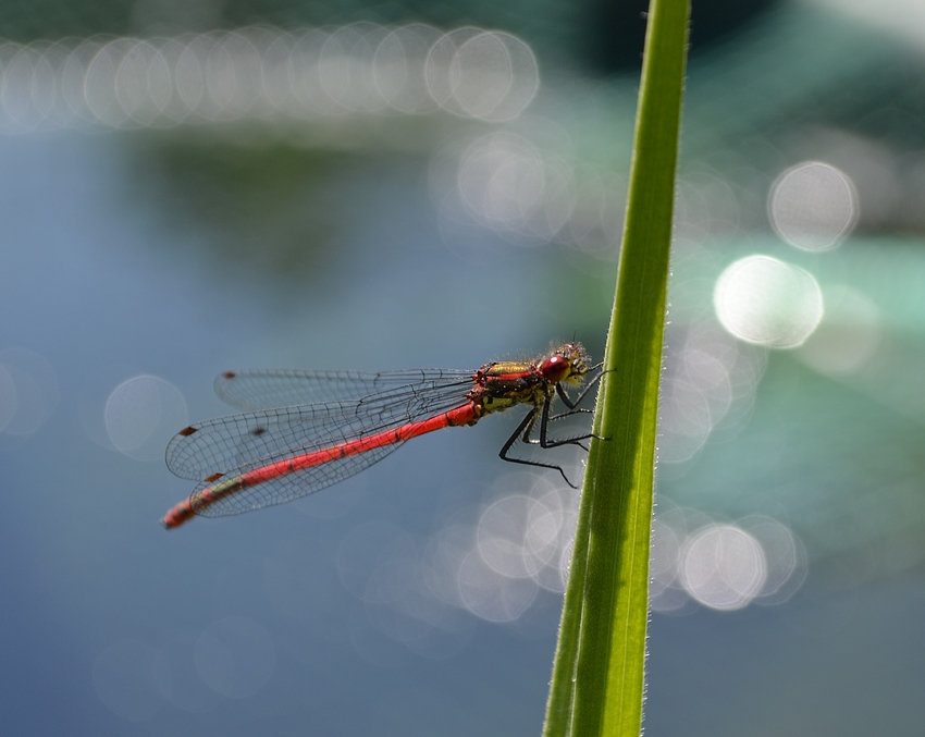 Besuch...