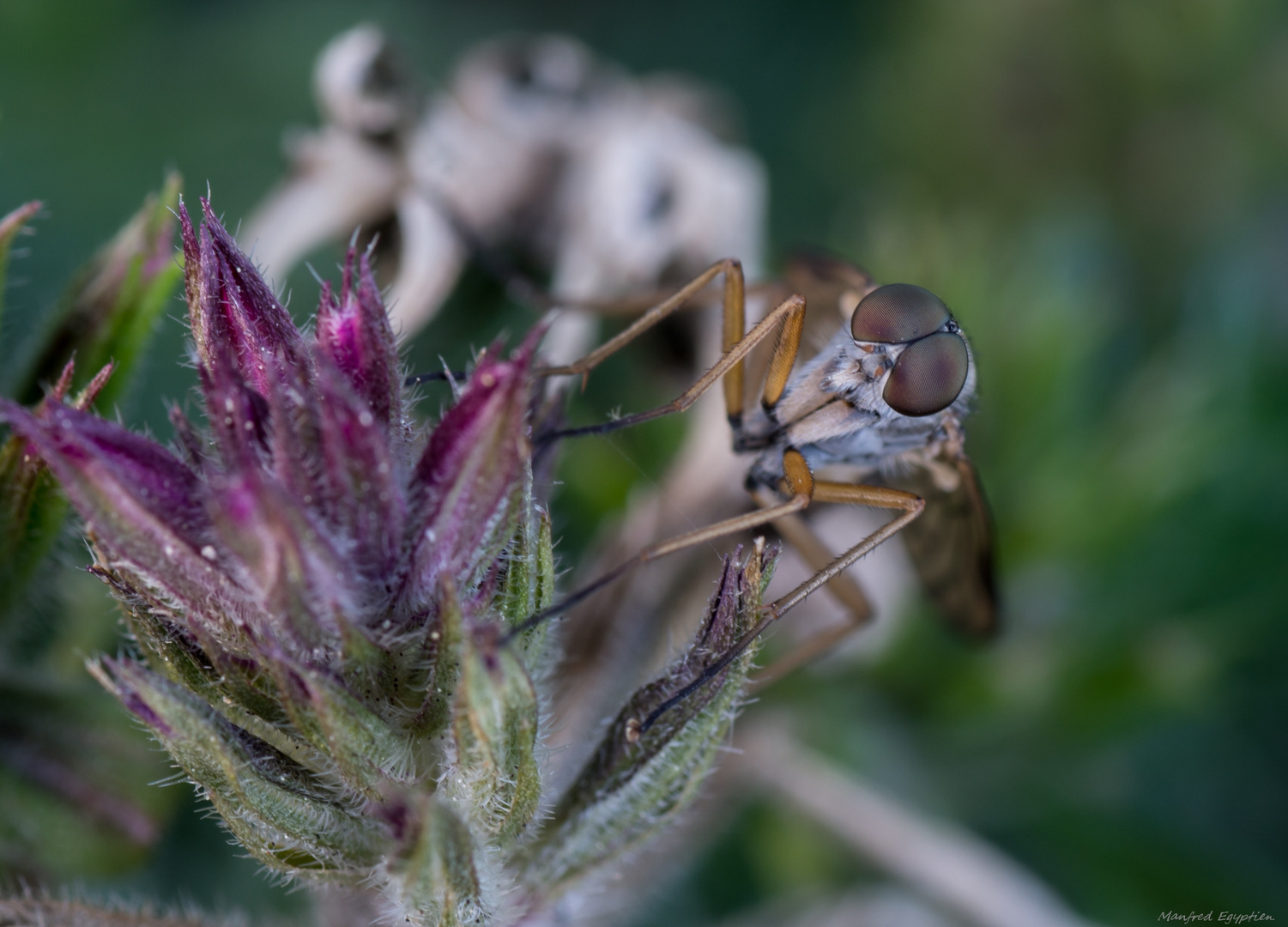 Besuch