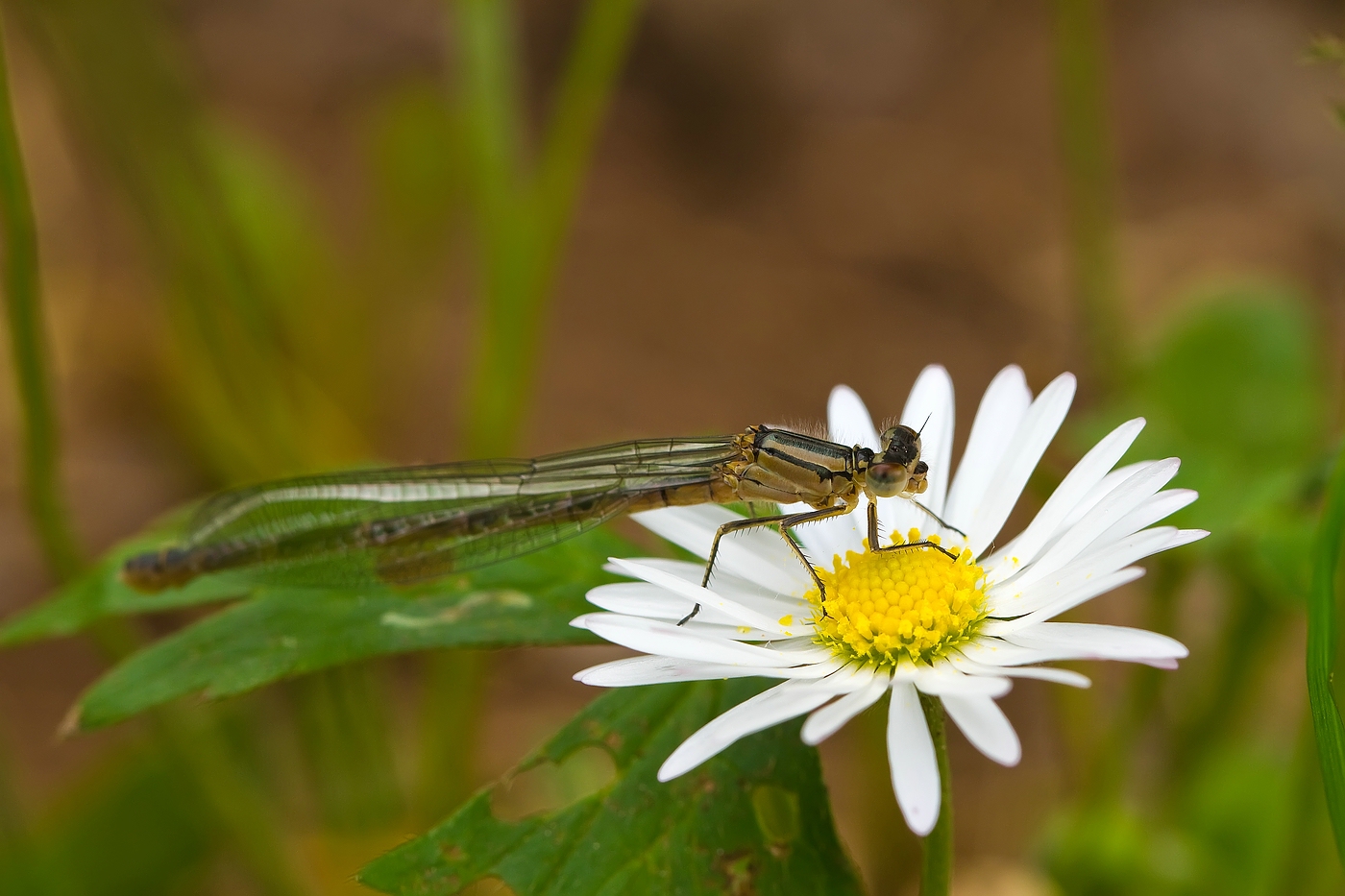 Besuch