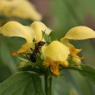 Besuch für die Goldnessel........