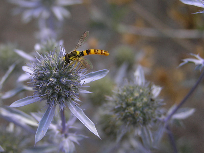 Besuch für eine Distel