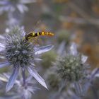 Besuch für eine Distel