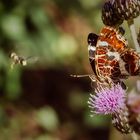 Besuch für's Landkärtchen