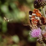 Besuch für's Landkärtchen