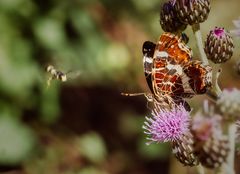 Besuch für's Landkärtchen