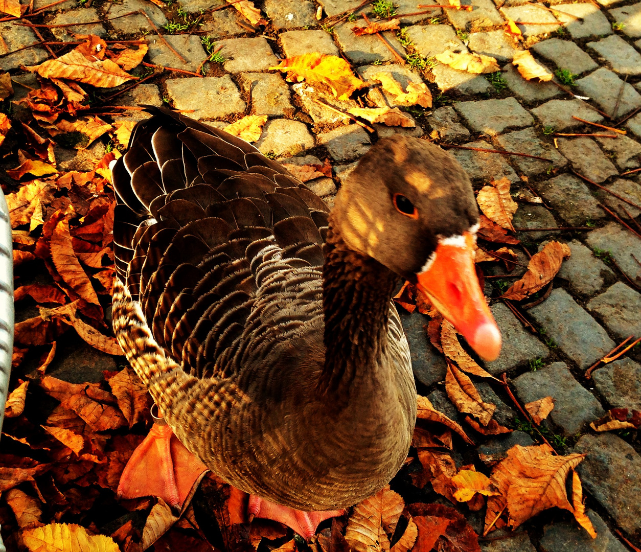 Besuch ganz aus der Nähe