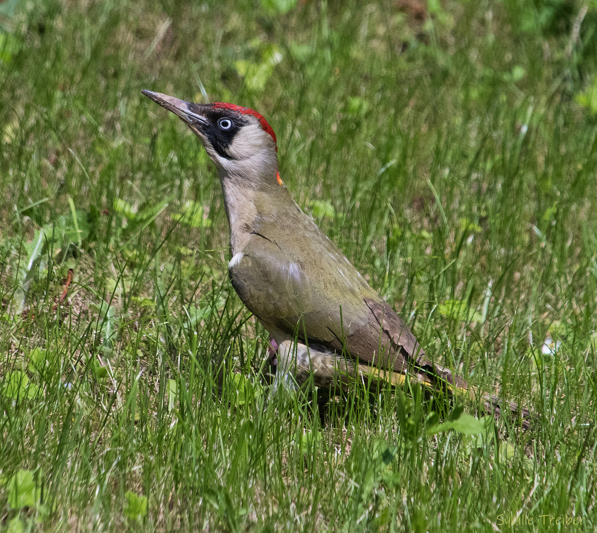 Besuch heute im Garten