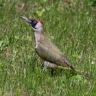 Besuch heute im Garten