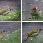 Besuch heute im Garten