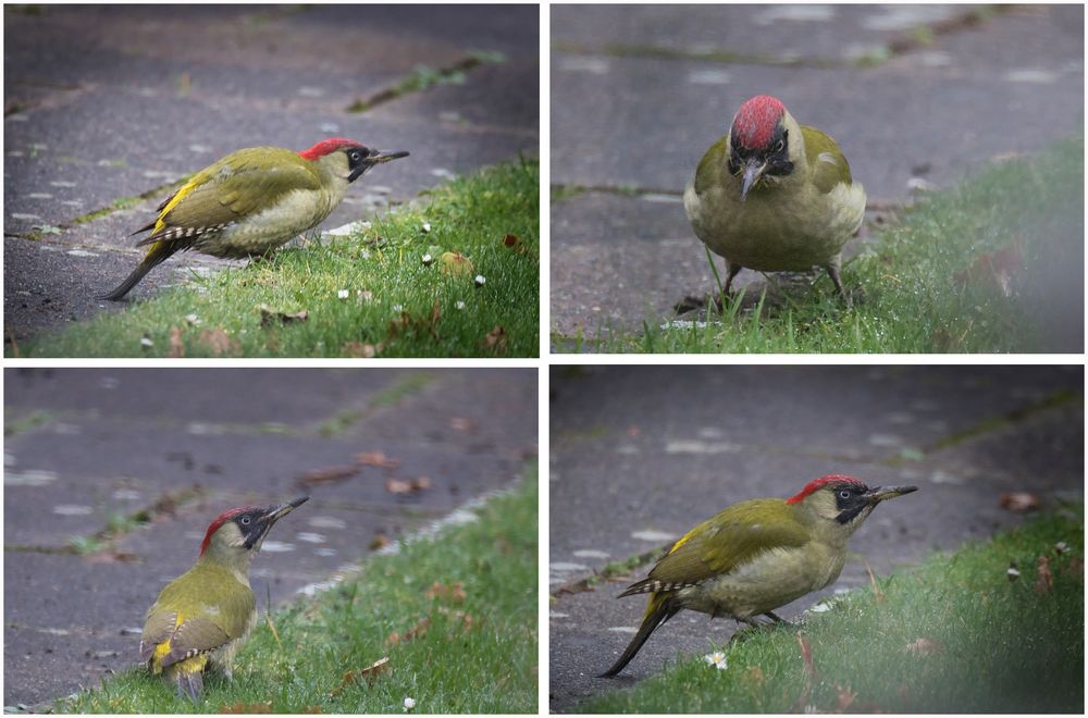 Besuch heute im Garten