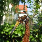 Besuch heute in meinem Garten