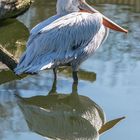 Besuch im Allwetterzoo Münster 2