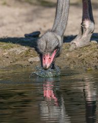 Besuch im Allwetterzoo Münster 4