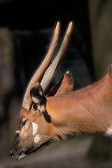 Besuch im Allwetterzoo Münster 6