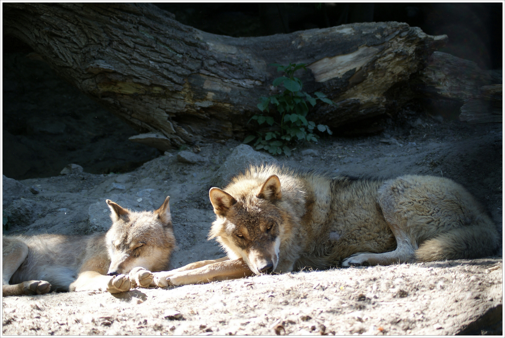 Besuch im Alpenzoo Innsbruck ( i )