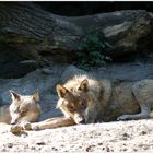 Besuch im Alpenzoo Innsbruck ( i )