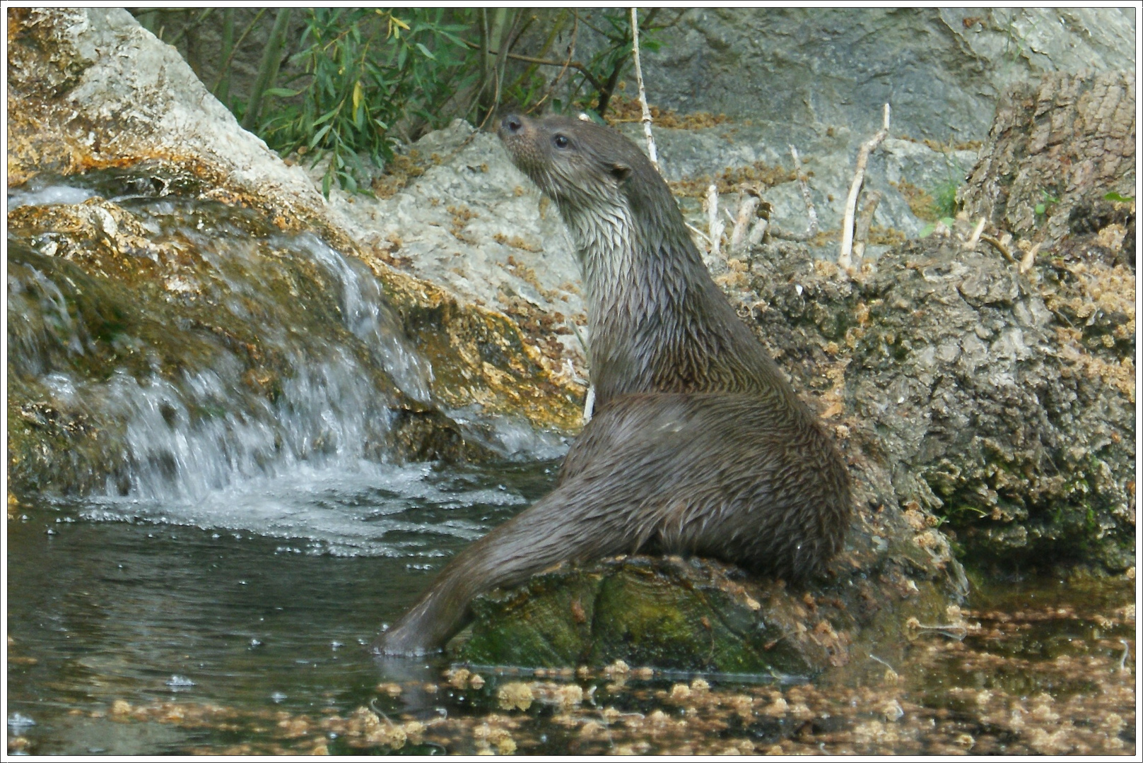 Besuch im Alpenzoo Innsbruck (l)