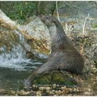 Besuch im Alpenzoo Innsbruck (l)