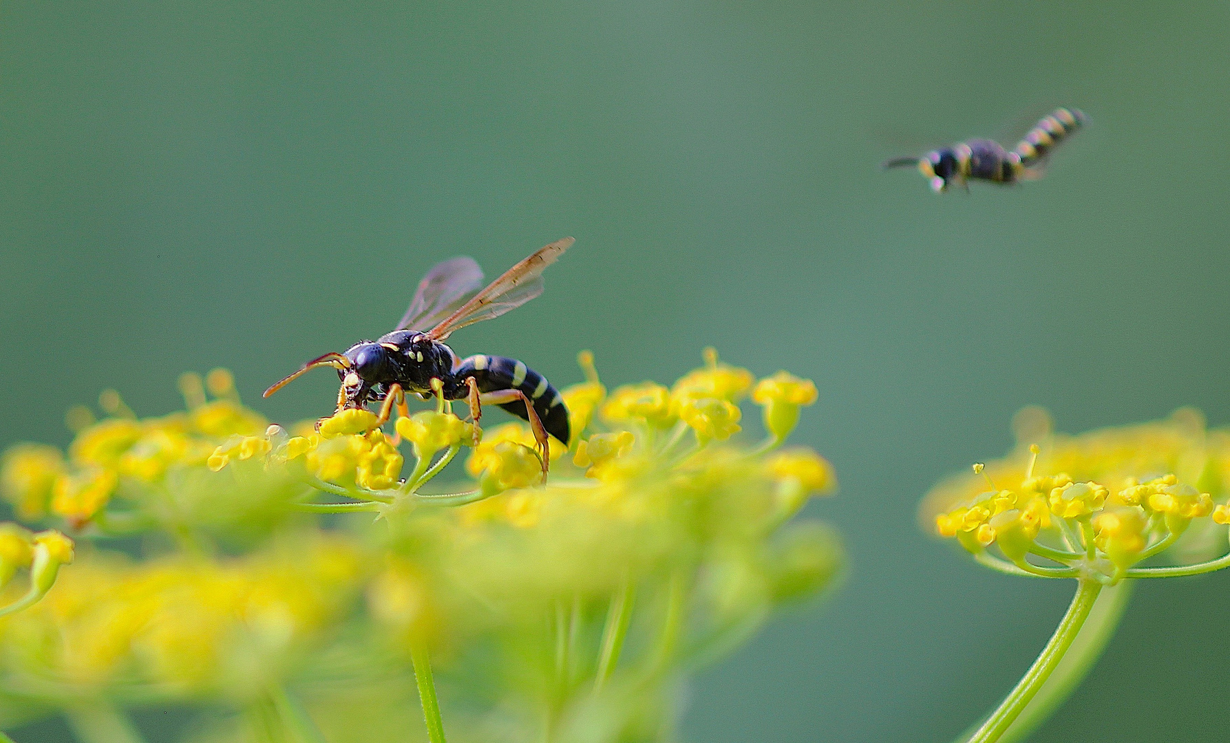 Besuch im Anflug