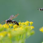 Besuch im Anflug