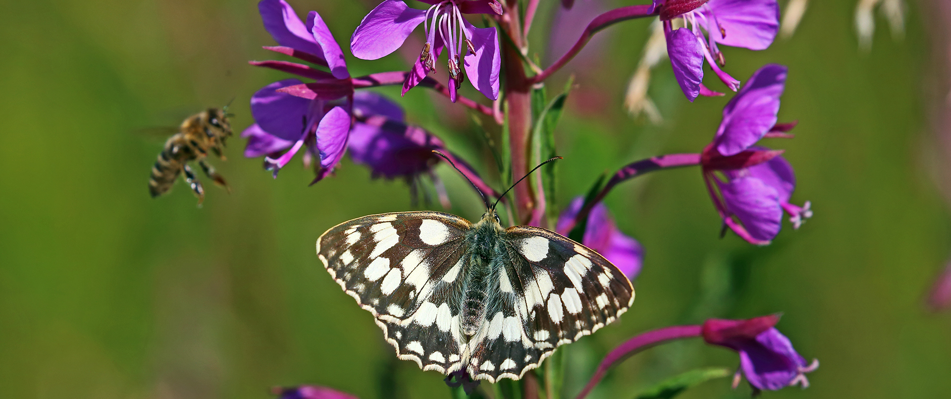 Besuch im Anflug für den Schachbrettfalter,Melanagia galathea