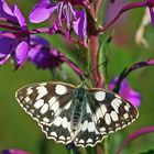 Besuch im Anflug für den Schachbrettfalter,Melanagia galathea