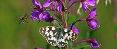 Besuch im Anflug für den Schachbrettfalter,Melanagia galathea