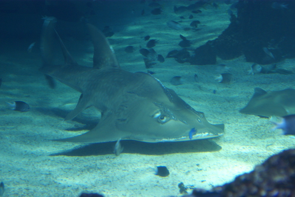 besuch im aquarium