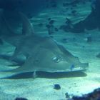 besuch im aquarium