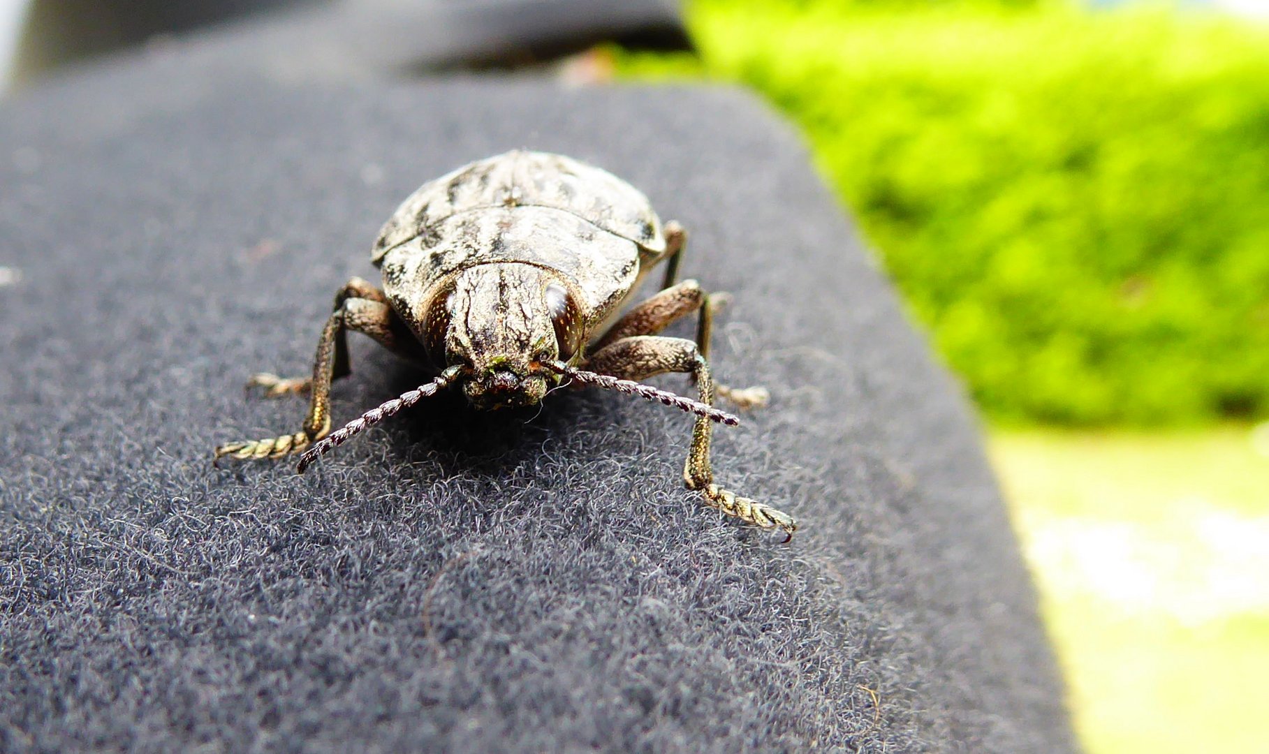 Besuch im Auto