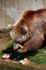 Besuch im Bärenpark Bern