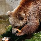 Besuch im Bärenpark Bern