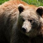 Besuch im Bärenpark Bern II