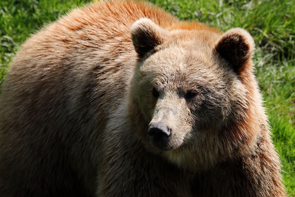 Besuch im Bärenpark Bern II