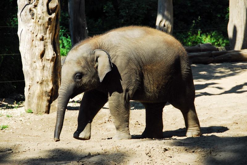 Besuch im Berliner ZOO....DUMBO...so süß...