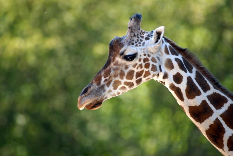 Besuch im Berliner ZOO...kleine Giraffe.....