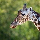 Besuch im Berliner ZOO...kleine Giraffe.....